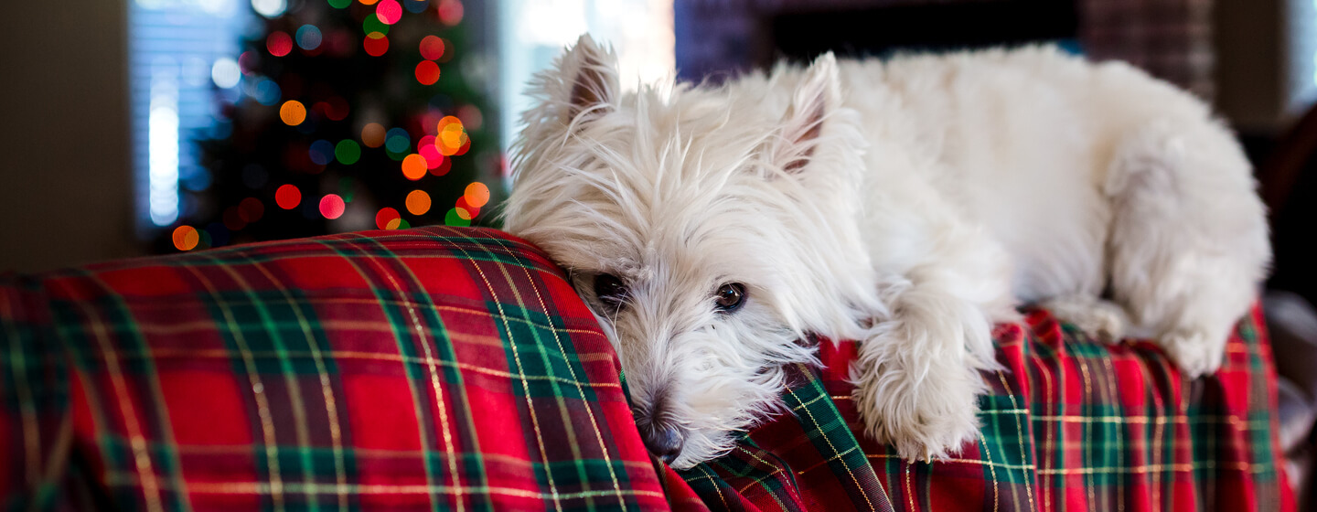 Christmas doggy sales